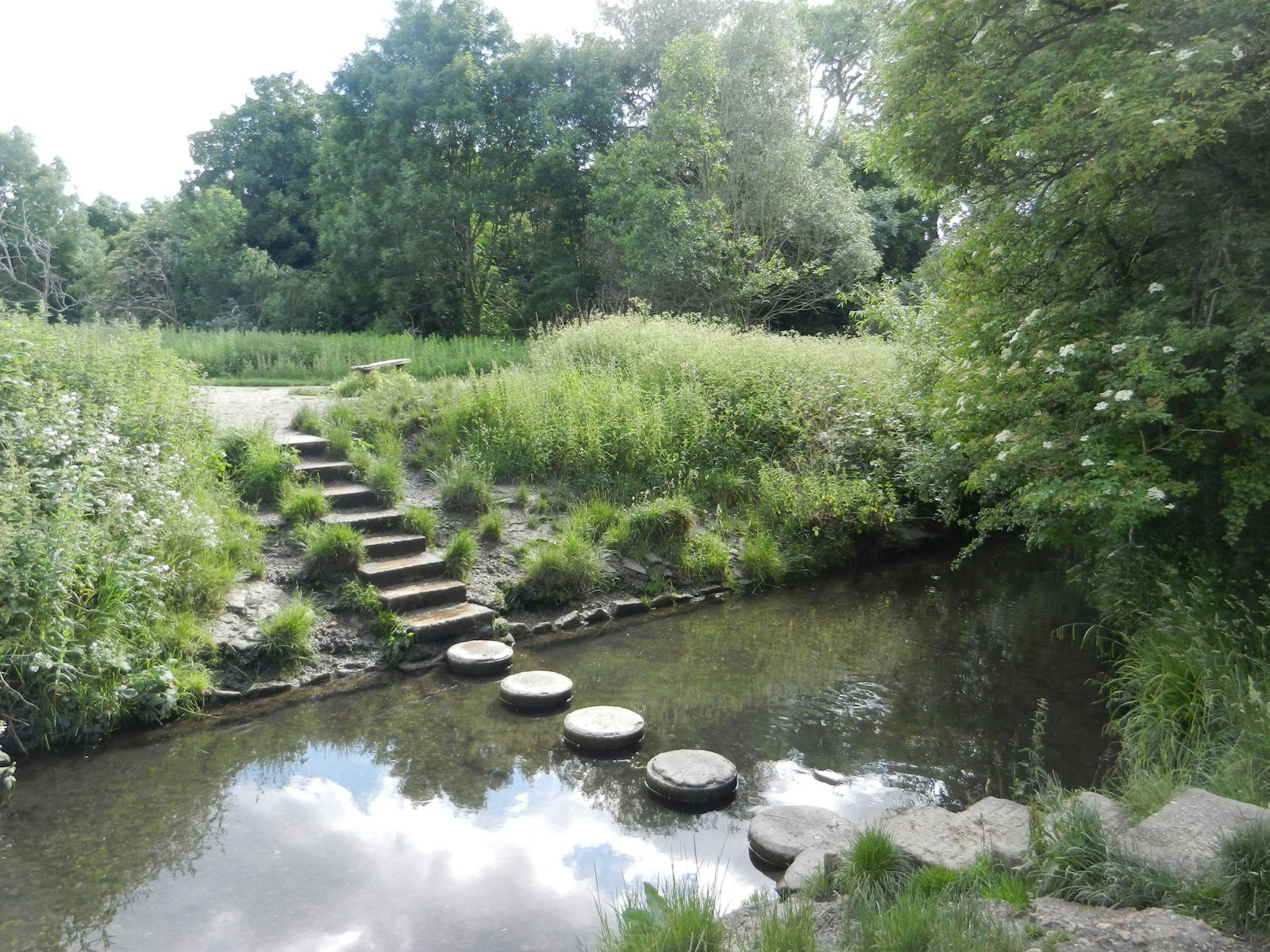 a small river with rocks and plants